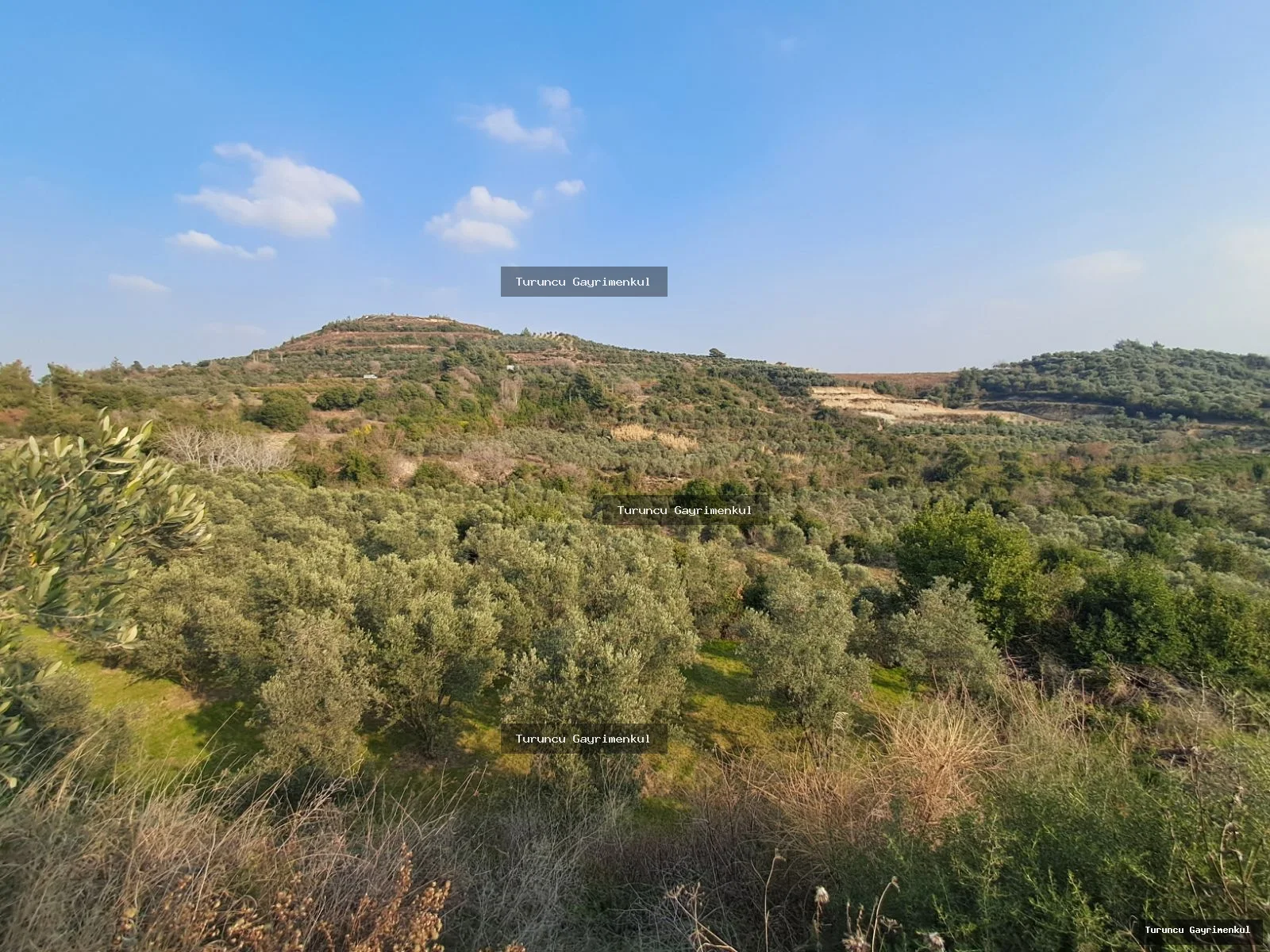 YAYLICADA KÖY EVLERİNİN BİTİŞİĞİ 28762 M2 İMARA SIFIR fotoğraf 11