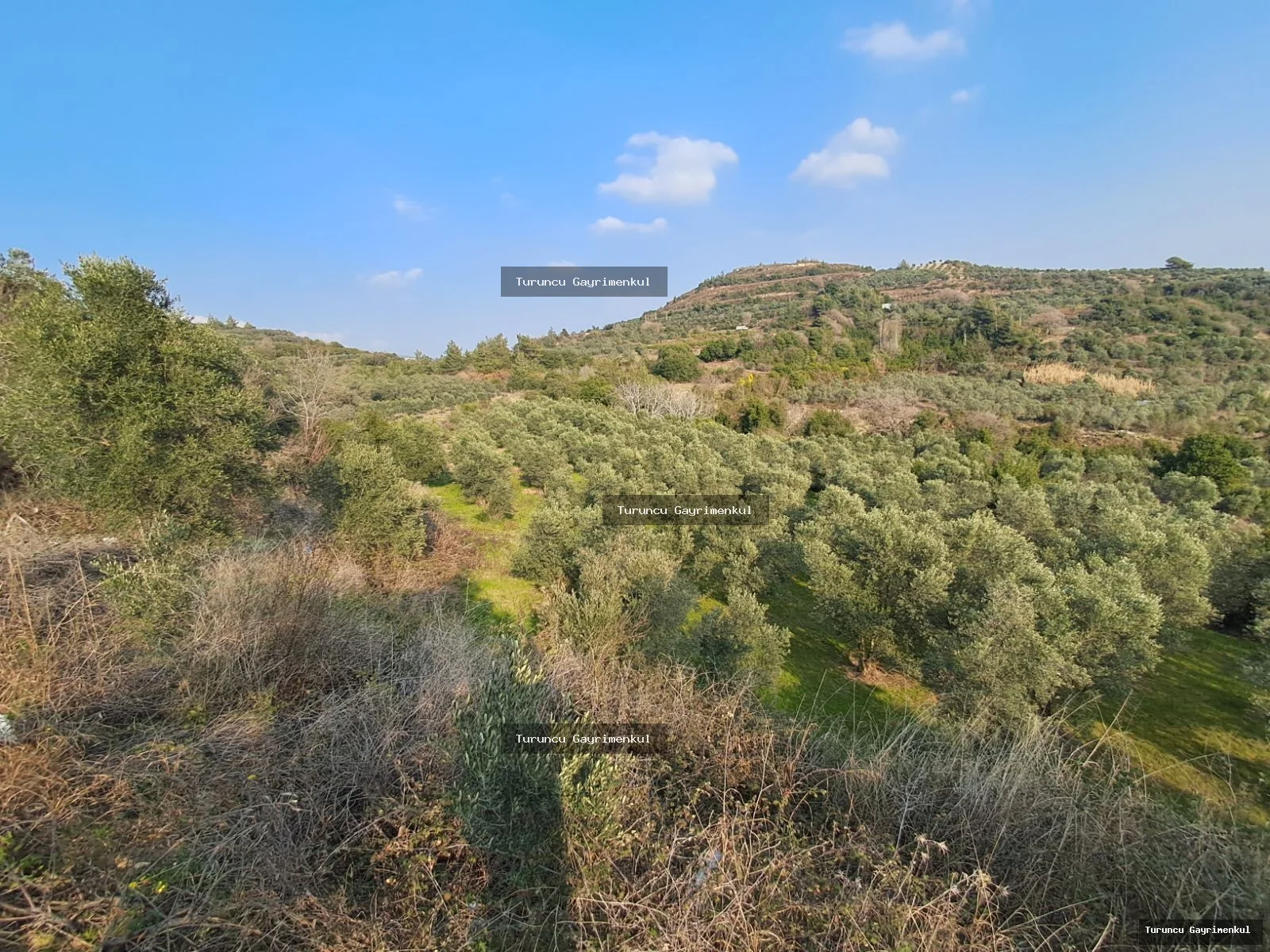 YAYLICADA KÖY EVLERİNİN BİTİŞİĞİ 28762 M2 İMARA SIFIR fotoğraf 13