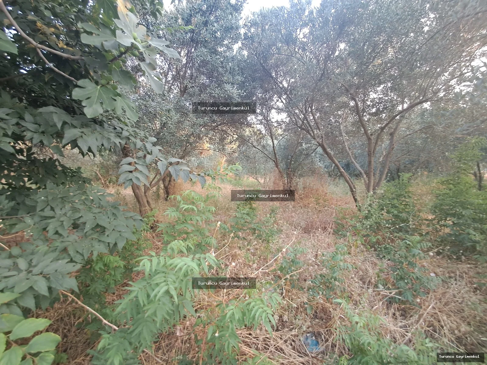 YENİÇAĞ DA YOLA SIFIR SATLIK 400 M2 İMARLI İFRAZLI KÖŞE PARSEL fotoğraf 22