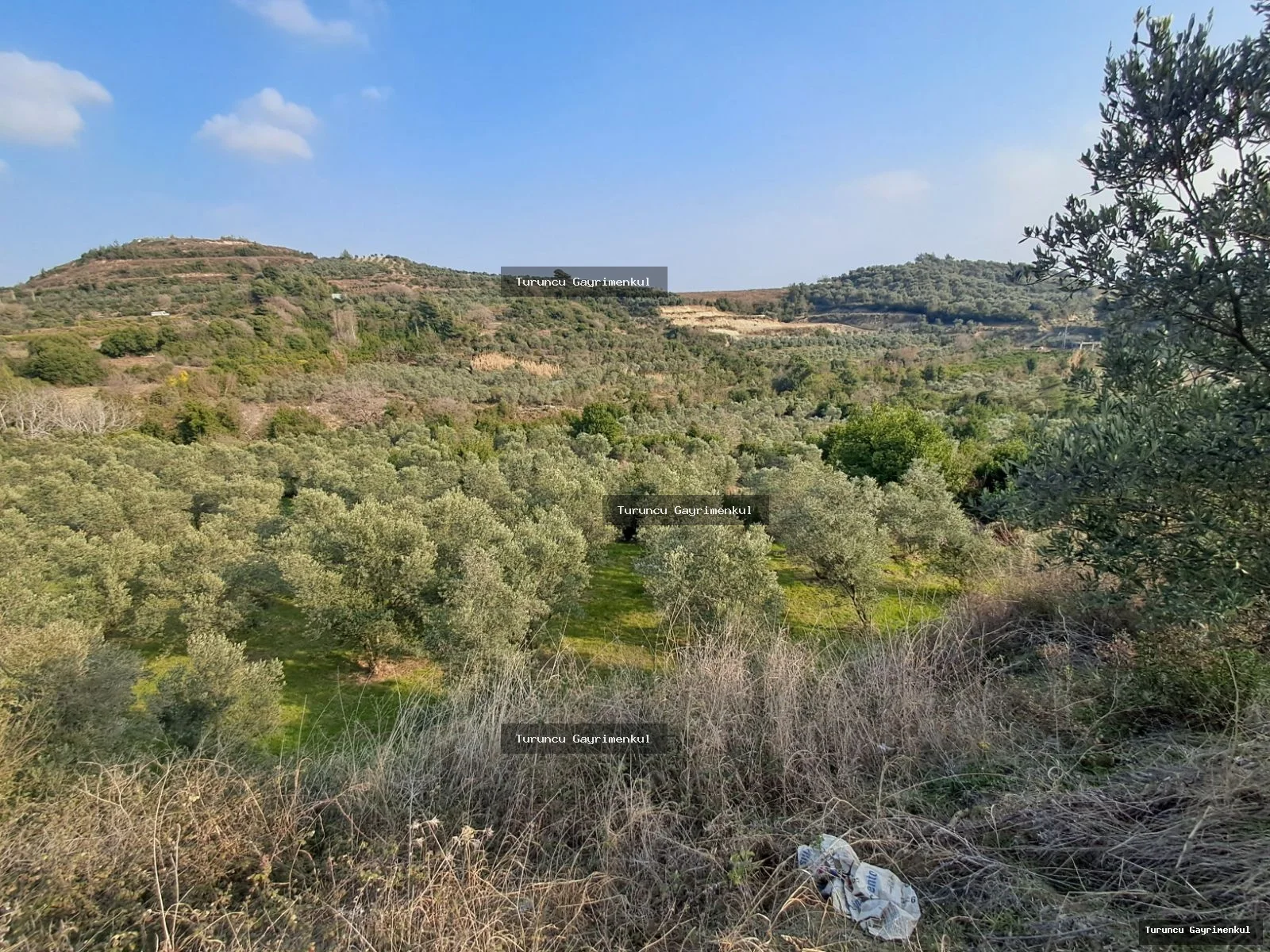 YAYLICADA KÖY EVLERİNİN BİTİŞİĞİ 28762 M2 İMARA SIFIR fotoğraf 10