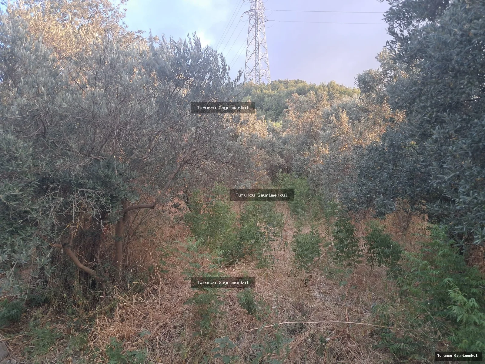 YENİÇAĞ DA YOLA SIFIR SATLIK 400 M2 İMARLI İFRAZLI KÖŞE PARSEL fotoğraf 3