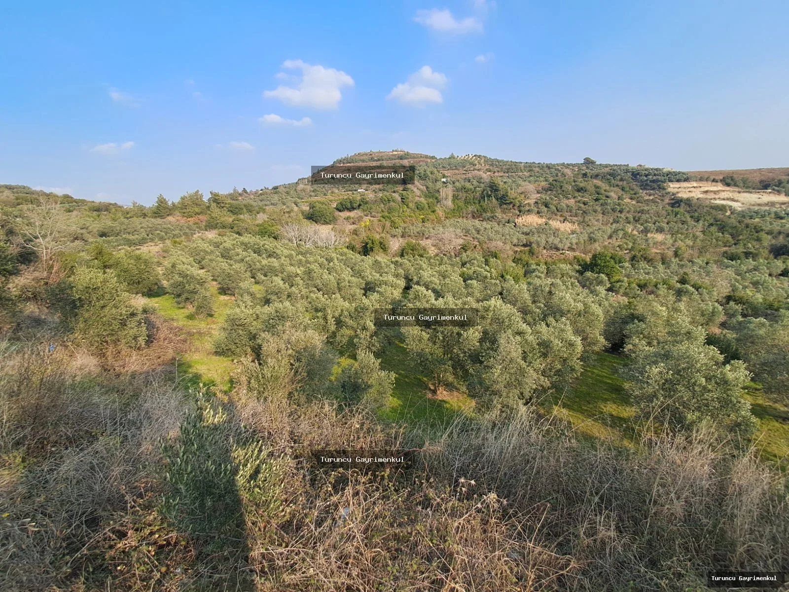 YAYLICADA KÖY EVLERİNİN BİTİŞİĞİ 28762 M2 İMARA SIFIR fotoğraf 12