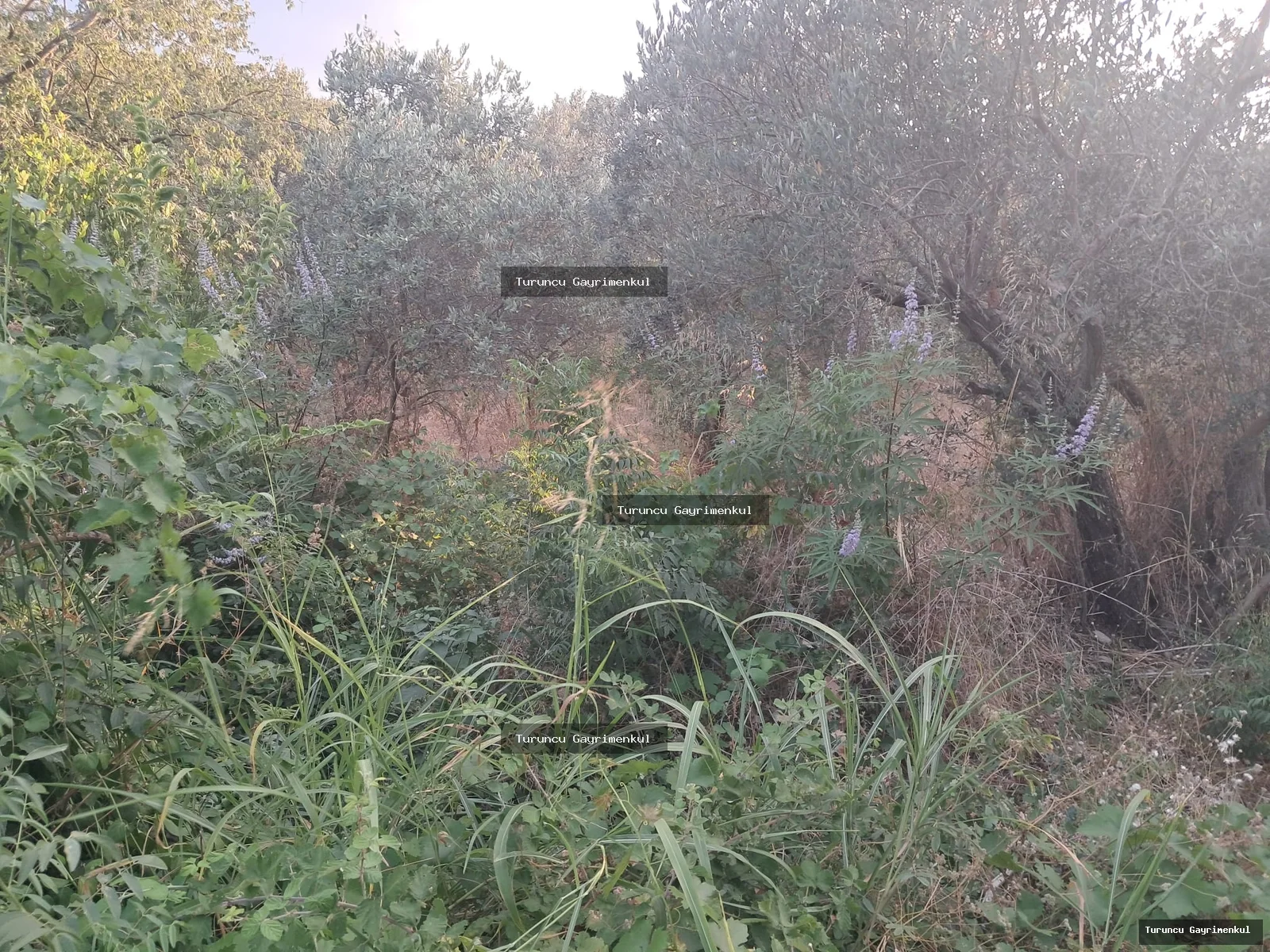 YENİÇAĞ DA YOLA SIFIR SATLIK 400 M2 İMARLI İFRAZLI KÖŞE PARSEL fotoğraf 18