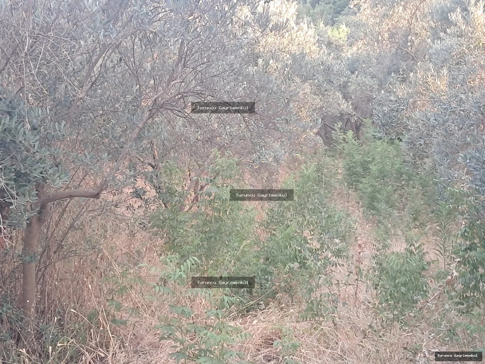 YENİÇAĞ DA YOLA SIFIR SATLIK 400 M2 İMARLI İFRAZLI KÖŞE PARSEL fotoğraf 23