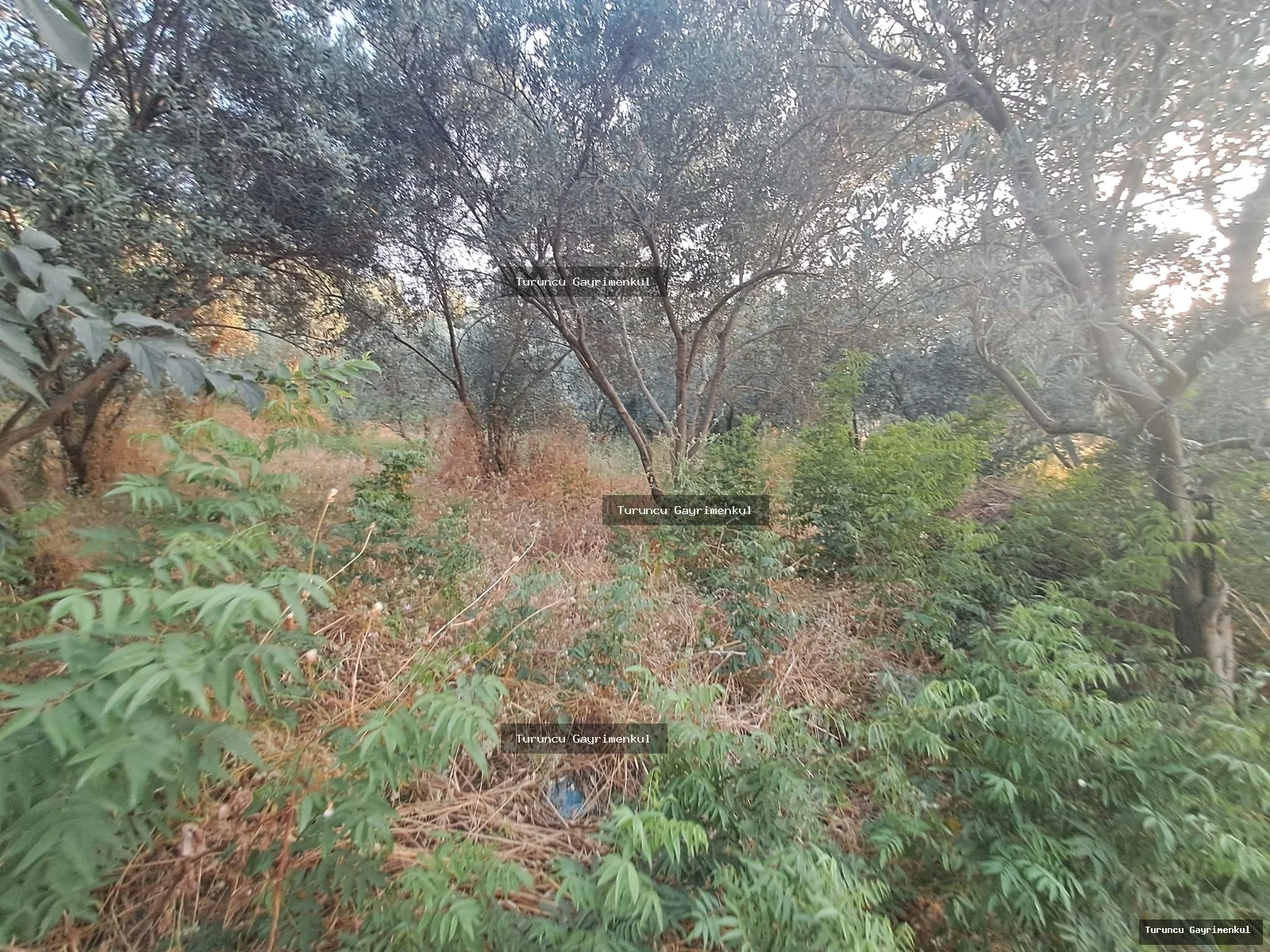 YENİÇAĞ DA YOLA SIFIR SATLIK 400 M2 İMARLI İFRAZLI KÖŞE PARSEL fotoğraf 25