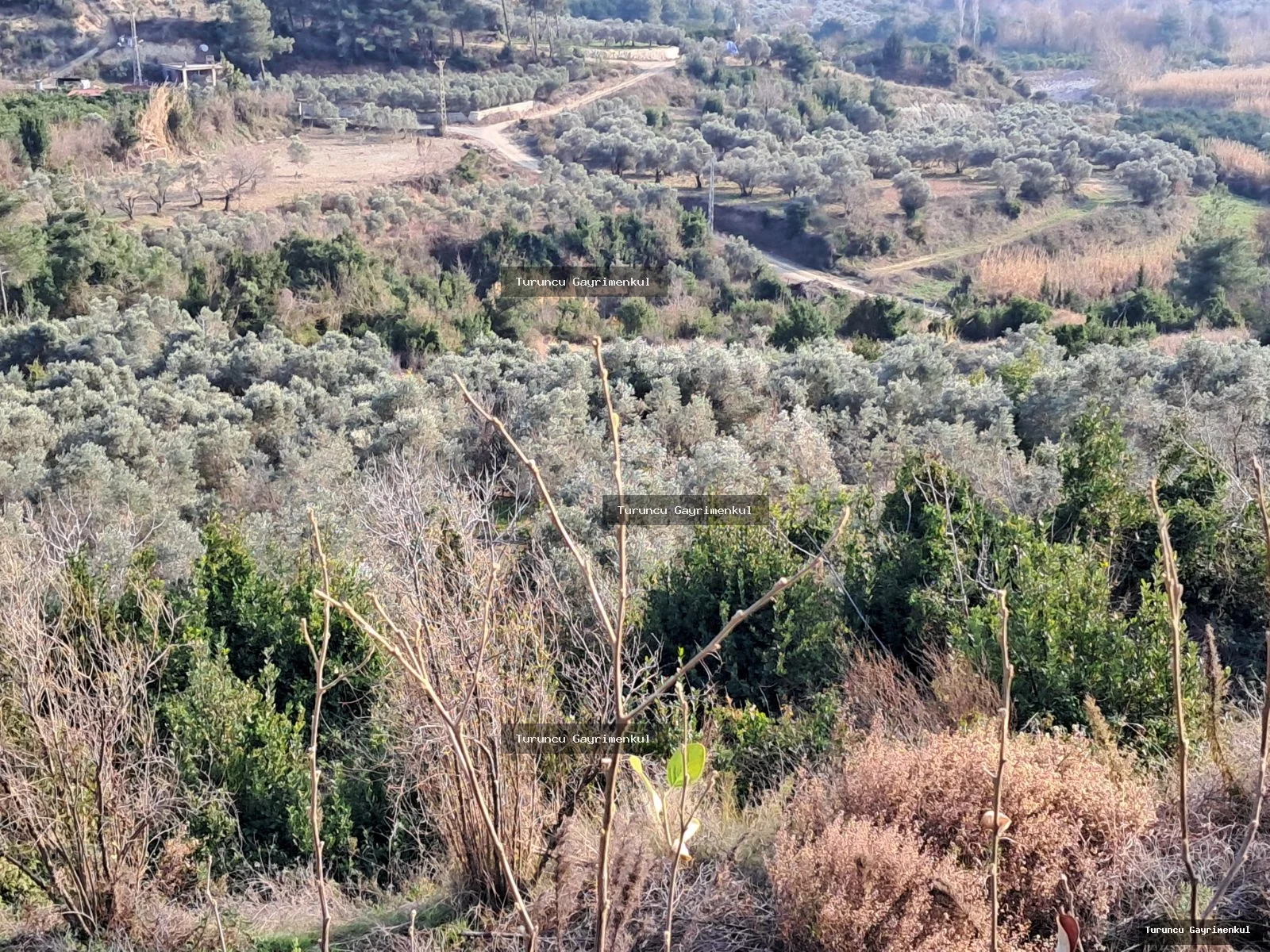 YAYLICADA KÖY EVLERİNİN BİTİŞİĞİ 28762 M2 İMARA SIFIR fotoğraf 34