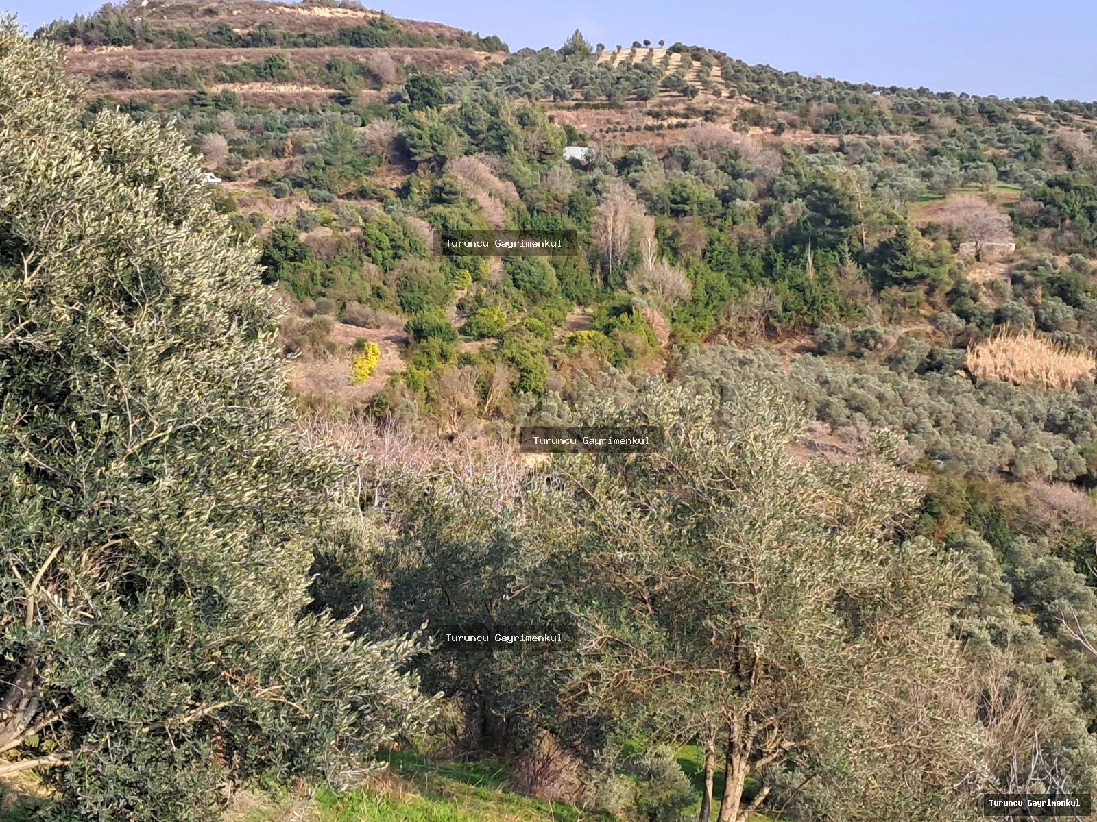 YAYLICADA KÖY EVLERİNİN BİTİŞİĞİ 28762 M2 İMARA SIFIR fotoğraf 9