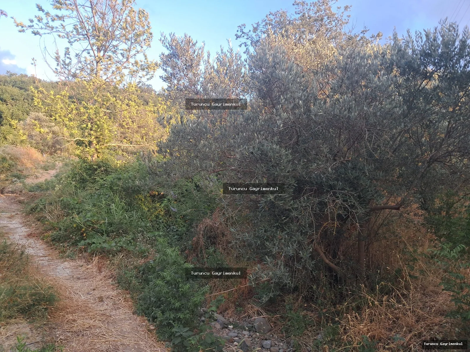 YENİÇAĞ DA YOLA SIFIR SATLIK 400 M2 İMARLI İFRAZLI KÖŞE PARSEL fotoğraf 10