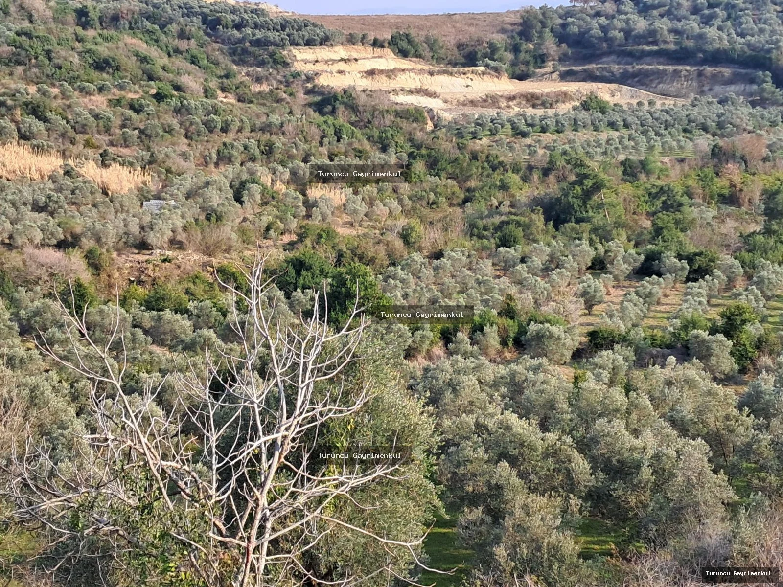YAYLICADA KÖY EVLERİNİN BİTİŞİĞİ 28762 M2 İMARA SIFIR fotoğraf 21