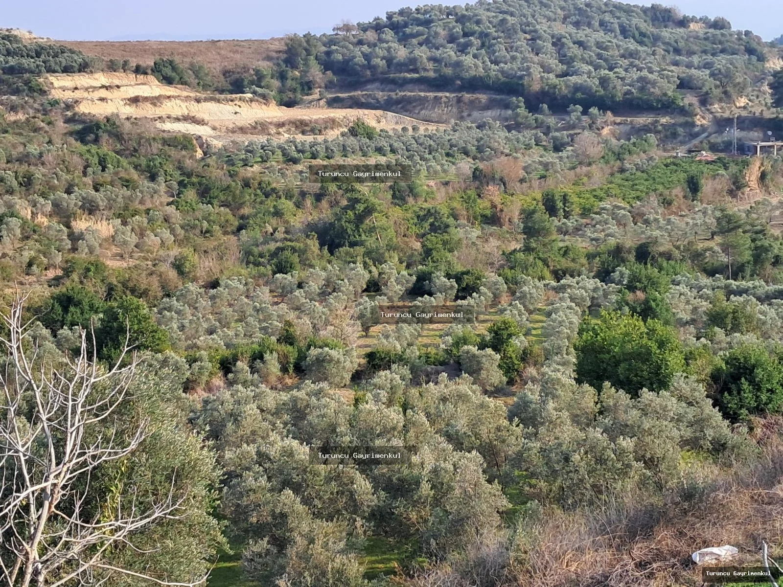 YAYLICADA KÖY EVLERİNİN BİTİŞİĞİ 28762 M2 İMARA SIFIR fotoğraf 32
